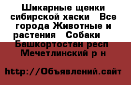 Шикарные щенки сибирской хаски - Все города Животные и растения » Собаки   . Башкортостан респ.,Мечетлинский р-н